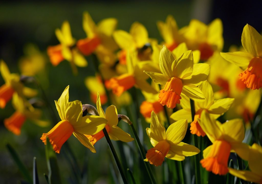 What Are The Best Flowering Plants For UK Gardens?