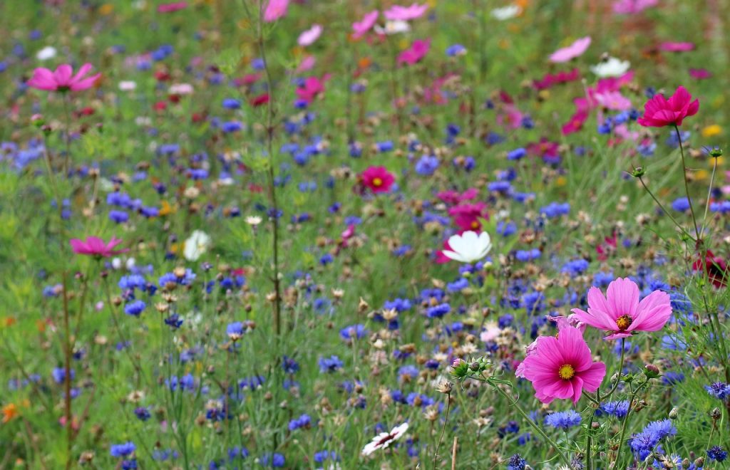 What Are The Best Flowering Plants For UK Gardens?