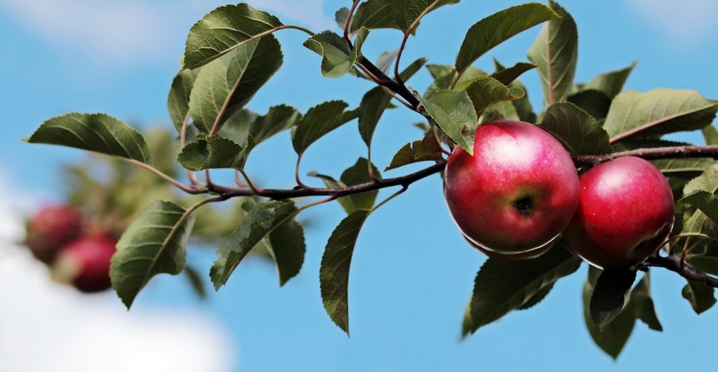 What Are The Best Fruit Trees To Grow In The UK?